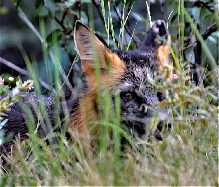 fox hiding in bushes